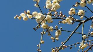 熱海梅園は、梅はもちろん、あたみ桜や蝋梅、紅葉も楽しめます。