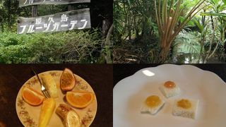 植物の説明とフルーツの試食