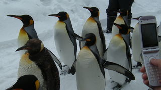 冬のペンギンパレードは必見ですね