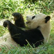 オスの興興は亡くなりましたがパンダがいる動物園です