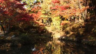 紅葉を探して一人旅　「曼殊院門跡」
