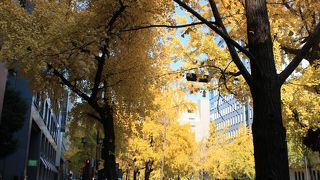 ★ １２月からはイチョウ並木が見事です　「御堂筋」