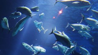 ◎ 自然と人との結びつき　「海遊館」　