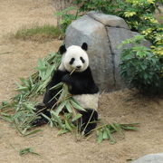 香港おすすめスポット　オーシャンパーク（海洋公園）に行こう！