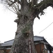 神社にある守り神　有田の大イチョウ