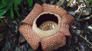 キナバル公園ツアー（ラフレシア見れました）