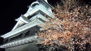2012年4月8日まで入園料200円！桜満開熊本城、夜間開園実施中