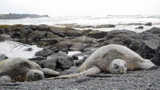 ウミガメうじゃうじゃ