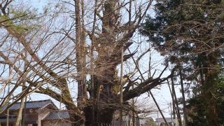 上日寺のイチョウ　推定樹齢１４００年