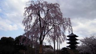 2011年4月9日、東寺の桜は満開です