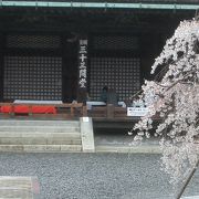 三十三間堂の桜は清楚です