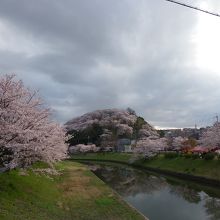 竜田川沿いの桜並木と三室山