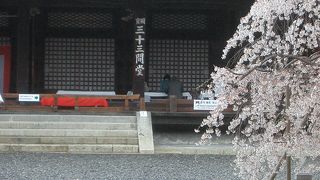三十三間堂の桜は清楚です