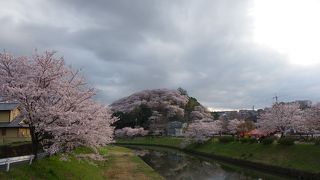 百人一首では紅葉で有名な竜田川ですが、桜も綺麗ですよ～！