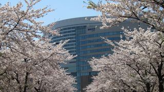 みなとみらい　さくら通り