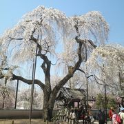 しだれ桜が何本もあります