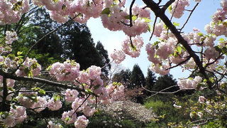 梅宮大社で八重桜