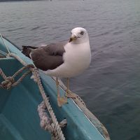 さっぱ船に乗ればウミネコともれなくお友達になれます