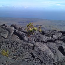 溶岩で焼けてもまたこの大地で根を張るオヒア・レフアの木