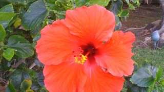 コナ ティエング オン タイ