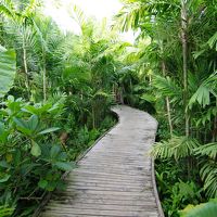 ホテルの中の道はジャングルっぽい箇所もたくさんあります