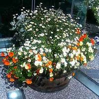 中庭で咲いてた花です