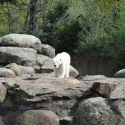 バルセロナ動物園の方が良かった