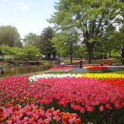 昭和記念公園は花ざかり　