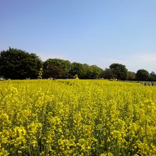 遅咲きの菜の花　満開☆