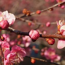 見渡す限りの梅