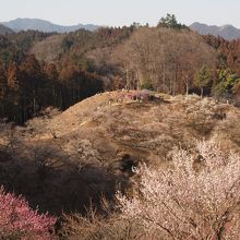 3分咲き程度。でもきれい