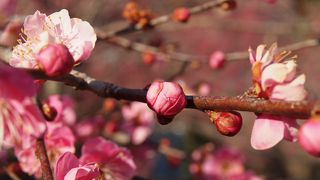 かなり広い敷地。半日コースの梅祭り