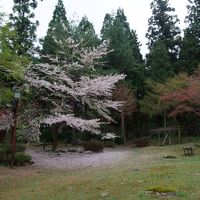 桜の咲く庭。花びらがピンクの絨毯のようでした。