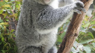 動物園？ハイキング？　一日十分楽しめます。ダイエットにも最適？？　in　東京都多摩動物公園