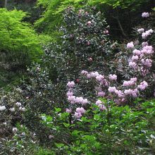石楠花の森には、マイナスイオンがいっぱい。
