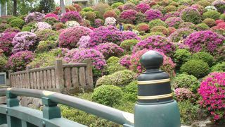 遅咲きのつつじも美しい根津神社、根津散策の巻