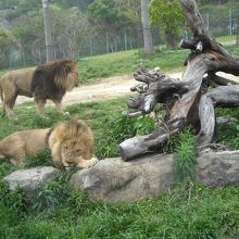 野生を失ったライオン・・・ちょっと笑える
