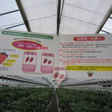 3種類のイチゴたち。いちごはとってもデリケートです。