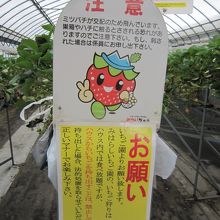 イチゴの交配の為蜂を飼ってるんですね。