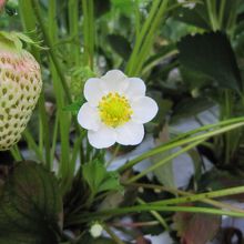 イチゴの花と未成熟イチゴ