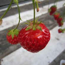 こうやってはち切れたのが美味しかったです。