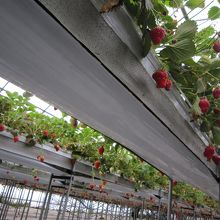 立ったまま食べれます。