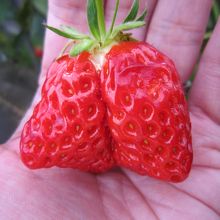 中にはこんなイチゴも！