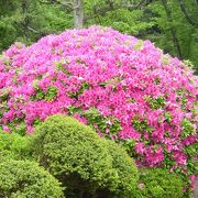 日本庭園のつつじの花