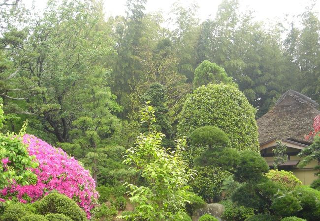 つつじと奥には茅葺の茶室が見えます。この庭は枯山水です。