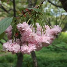 梅護寺数珠掛桜