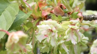 京都府立植物園で見られる桜の品種