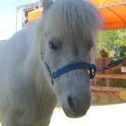 トップシーズンの動物公園！