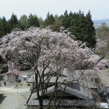 観音寺の樹齢１３０年のしだれ桜を裏山から撮影しました。