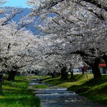 川沿いの桜